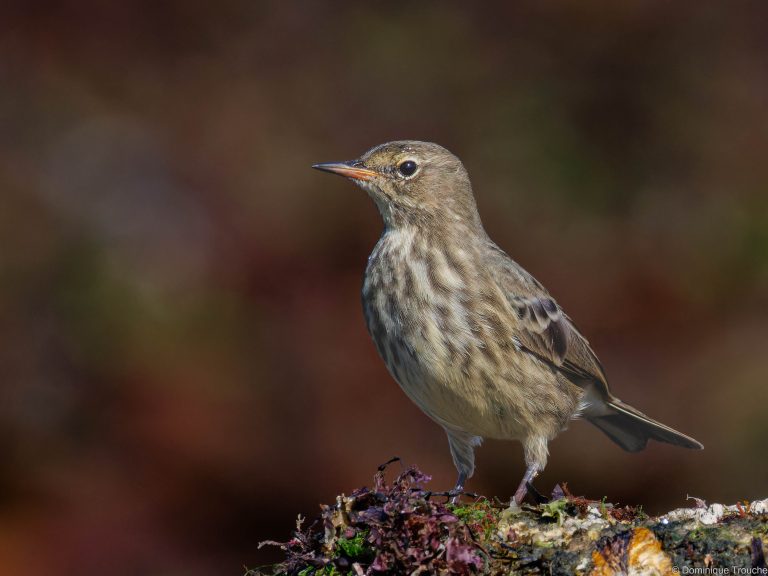 Pipit maritime