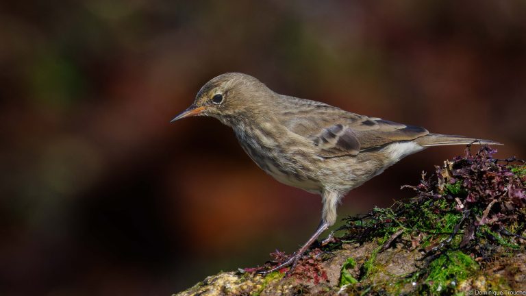 Pipit maritime