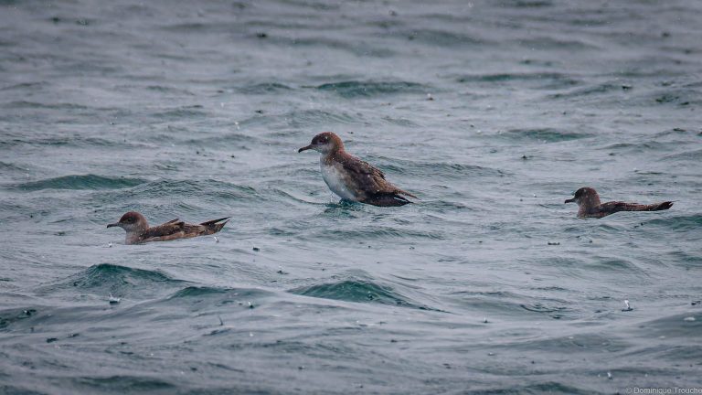 Puffins des baléares sous la pluie