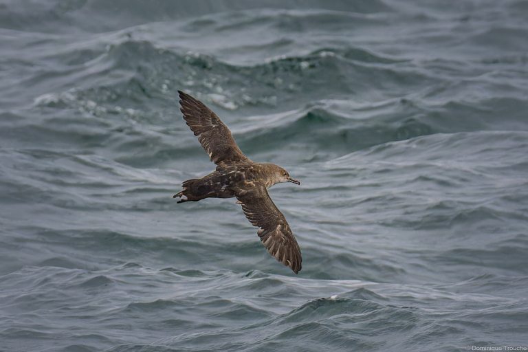 Puffin des baléares sous la pluie