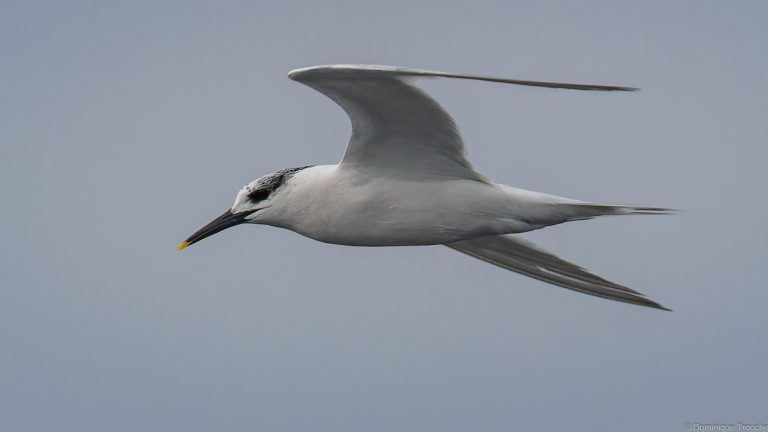 Sterne caugek immature