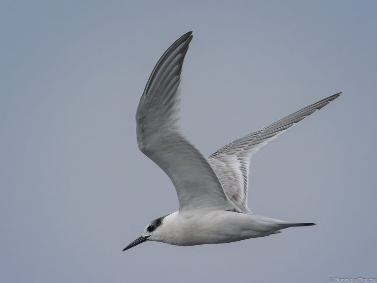 Sterne caugek immature