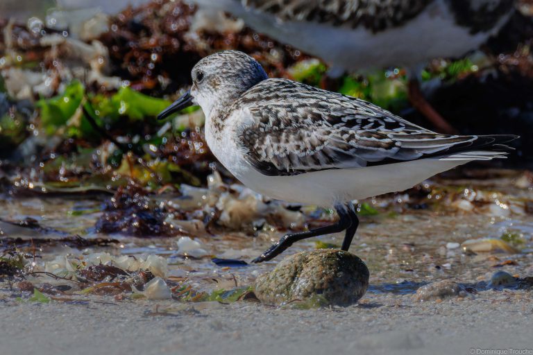 Bécasseau sanderling