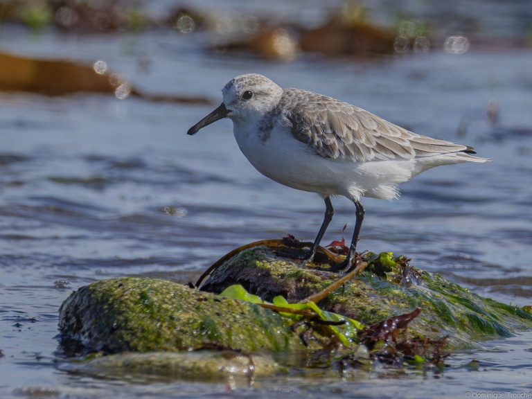 Bécasseau sanderling
