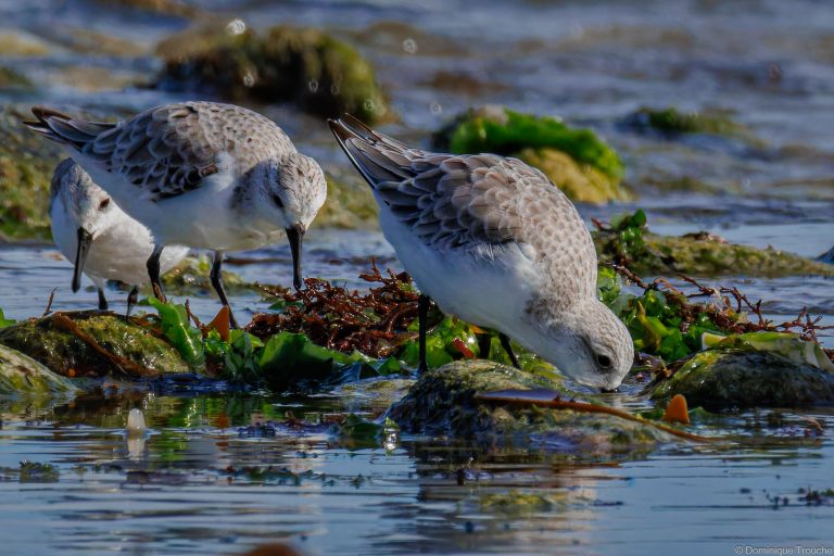 Bécasseau sanderling
