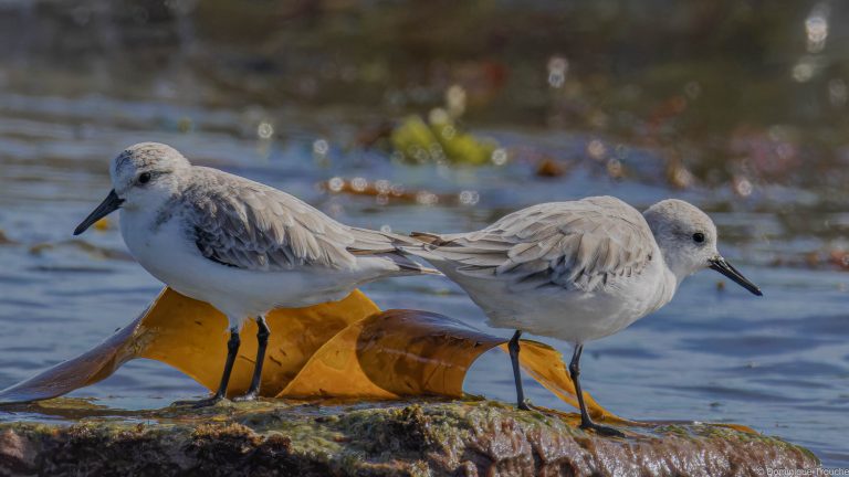 Bécasseau sanderling