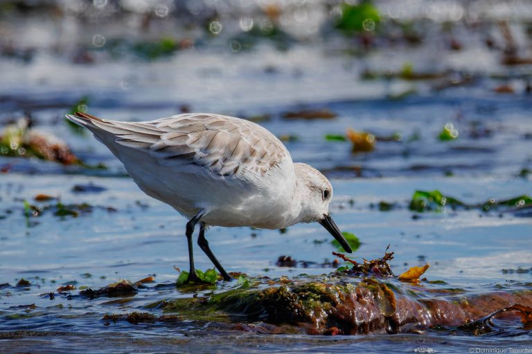Bécasseau sanderling