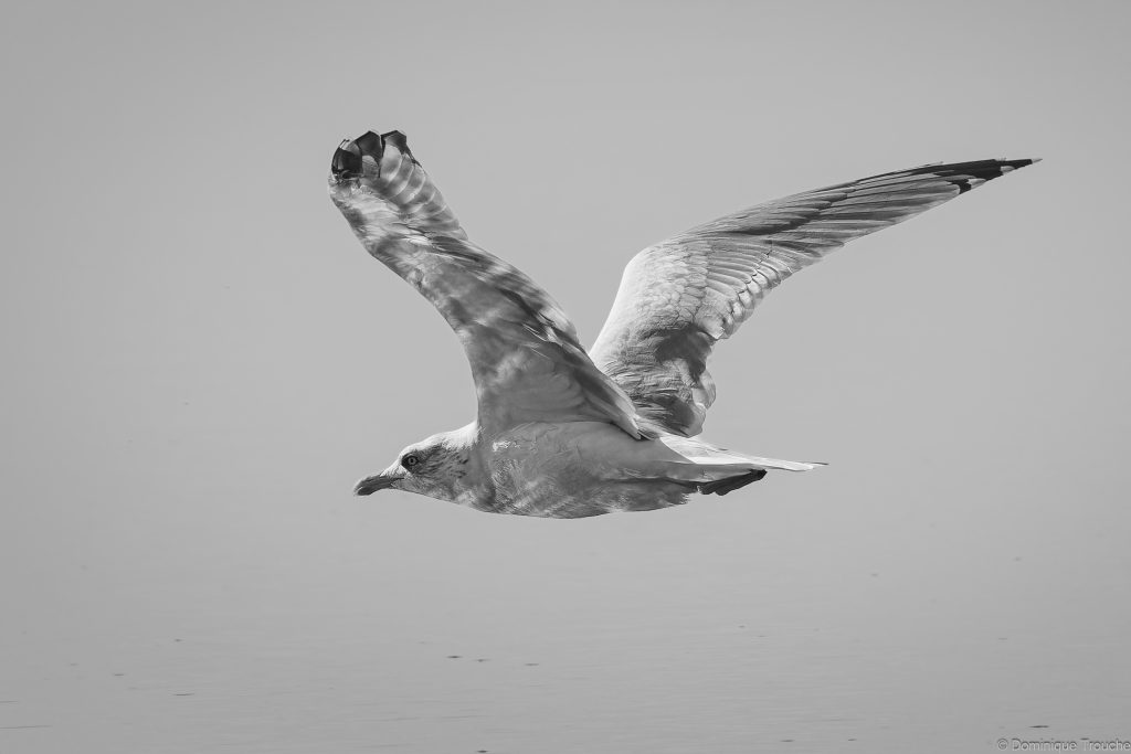Goéland argenté en vol en noir et blanc