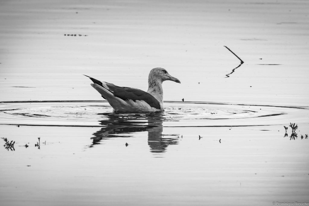 Goéland argenté sur l'eau en noir et blanc