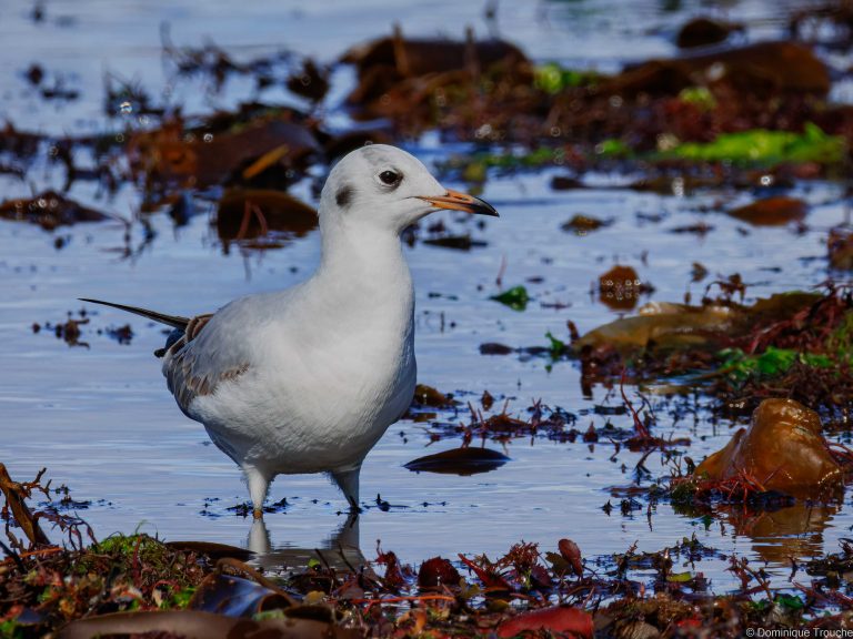Mouette rieuse immature