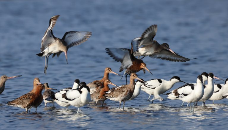 Barges à queue noire et Avocettes élégantes (crédit Valérie Dartigalongue)