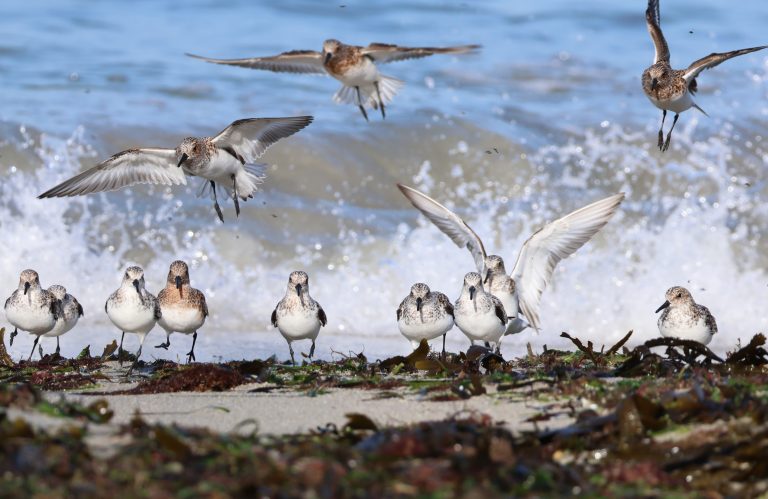 Bécasseaux sanderling (crédit Valérie Dartigalongue)