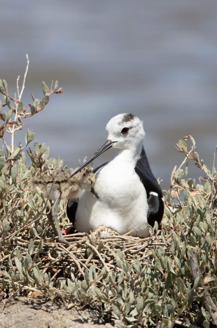 Echasse blanche et son poussin et son œuf (crédit Valérie Dartigalongue)