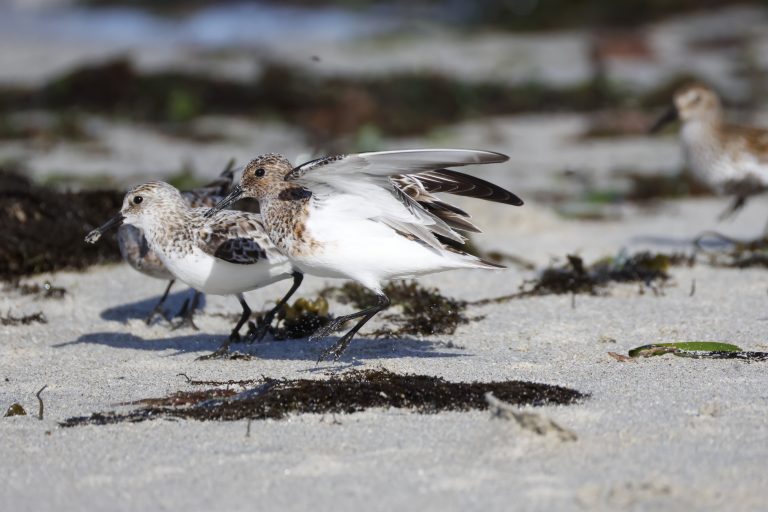 Bécasseaux sanderling (crédit Valérie Dartigalongue)