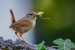 Troglodyte nourrit ses petits dans l'orme