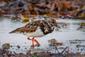 Tournepierre à collier