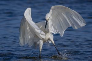 Aigrette garzette