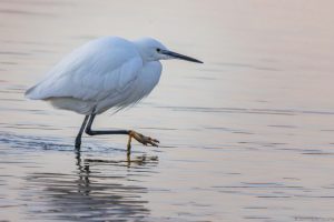 Aigrette garzette