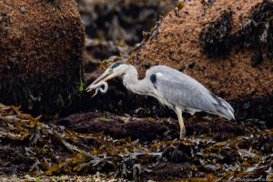 le héron avale un congre