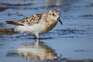 Bécasseau sanderling