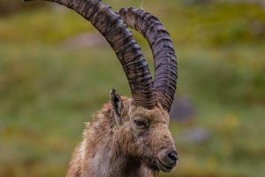 Bouquetin en Vanoise