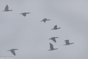 Grands cormorans dans la brume