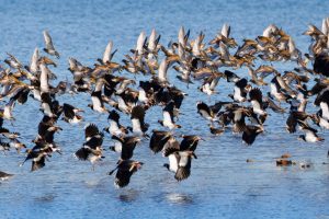 Pluviers dorés et Vanneaux huppés