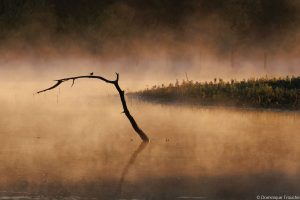 lac sous la brume
