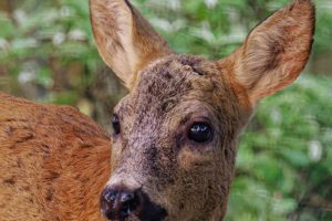Jeune chevreuil mâle sans ses cornes