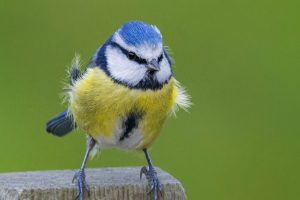 Mésange bleue attendant que la place soit libre