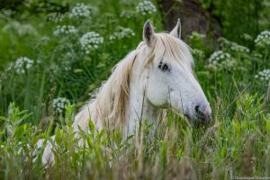 Cheval Camargue