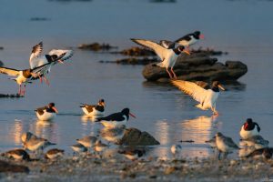 Huîtriers-pie, Pluvier argenté, Bécasseaux maubèche et variables
