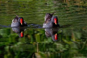 Gallinule poule d'eau