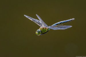 Anax empereur