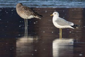 Courlis cendré endormi et Goéland cendré