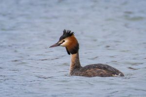 Grèbe huppé