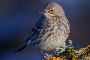 Pipit maritime
