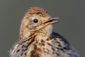 Pipit maritime