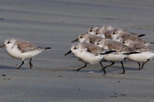 Bécasseaux sanderling