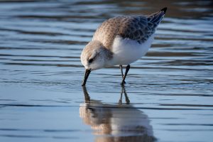 Bécasseau Sanderling