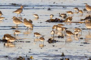 Pluviers argentés, Bécasseaux variables et Tournepierres à collier