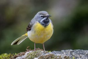 Bergeronnette des ruisseaux