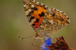 Papillon Belle Dame