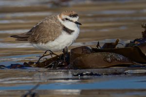 Gravelot à collier interrompu mâle