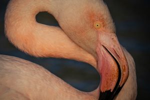 Flamant rose