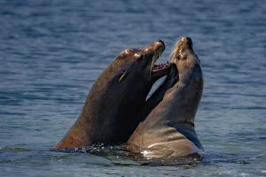 Otaries de Steller