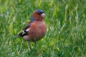 Pinson des arbres sous la pluie