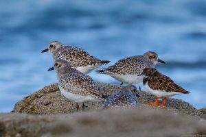 Pluviers argentés et 1 Tournepierre à collier