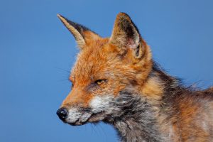 Renard roux
