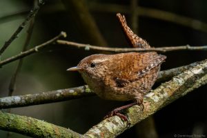Troglodyte mignon